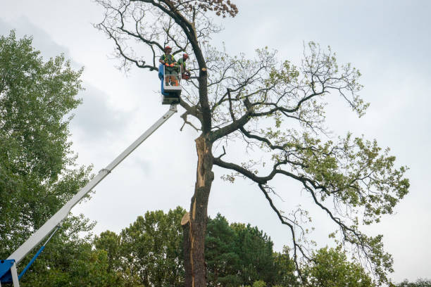 The Steps Involved in Our Tree Care Process in Plano, TX